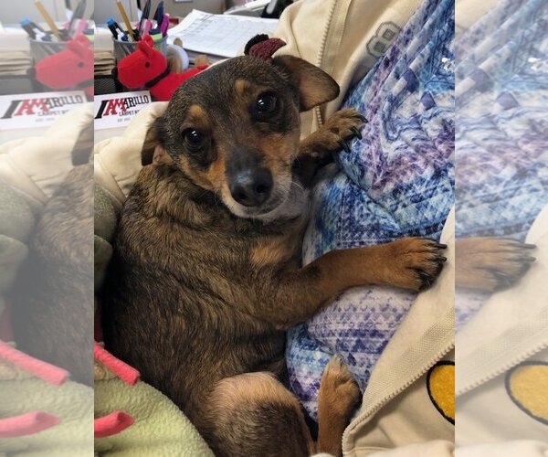 Medium Photo #4 Chiweenie Puppy For Sale in Amarillo, TX, USA