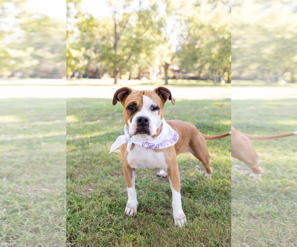 Medium Photo #29 Mutt Puppy For Sale in Crete, IL, USA