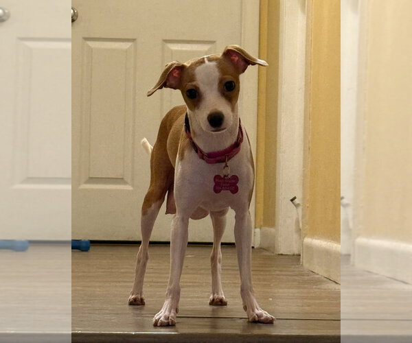 Medium Photo #1 Italian Greyhuahua Puppy For Sale in Mundelein, IL, USA