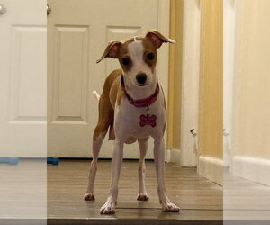 Italian Greyhuahua Dogs for adoption in Mundelein, IL, USA