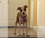 Small Italian Greyhuahua