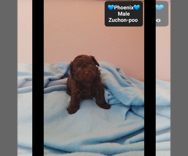 Medium Photo #2 Poodle (Toy)-Zuchon Mix Puppy For Sale in TUCSON, AZ, USA