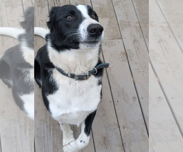 Medium Photo #3 Border Collie Puppy For Sale in Alexander, AR, USA