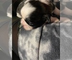 Small Photo #13 Shih Tzu Puppy For Sale in CLEARWATER, FL, USA