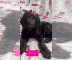 Small Photo #8 Goldendoodle Puppy For Sale in ARTESIA, CA, USA
