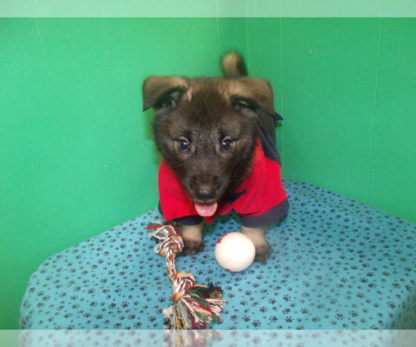 Medium Photo #2 Norwegian Elkhound Puppy For Sale in PATERSON, NJ, USA