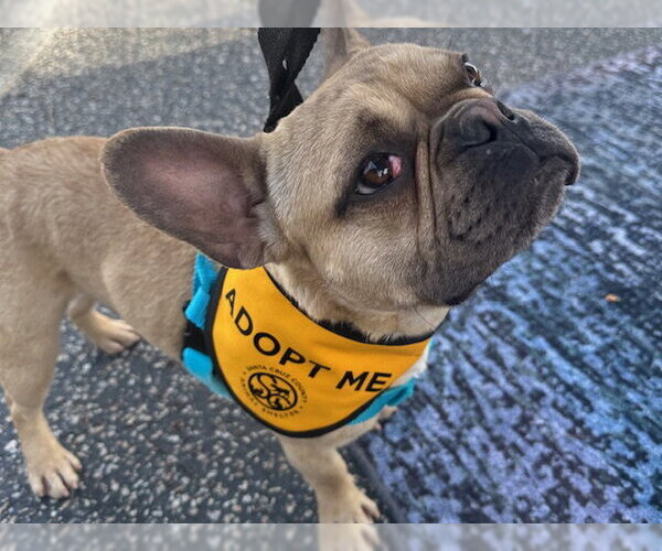 Medium Photo #1 French Bulldog Puppy For Sale in Santa Cruz, CA, USA
