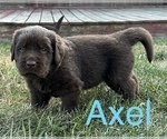 Puppy Axel Newfoundland