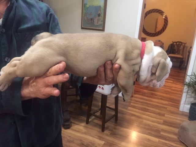 Medium Photo #6 English Bulldog Puppy For Sale in HILLSBORO, NC, USA