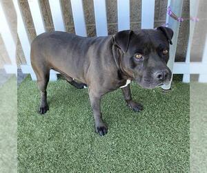 Mutt Dogs for adoption in Modesto, CA, USA