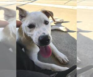Mutt Dogs for adoption in Sacramento, CA, USA