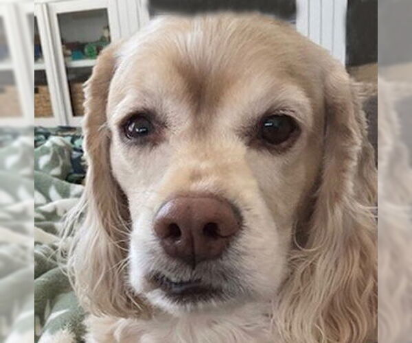 Medium Photo #6 Cocker Spaniel Puppy For Sale in Arlington, VA, USA