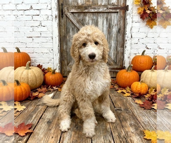 Medium Photo #2 Bernedoodle Puppy For Sale in MENIFEE, CA, USA