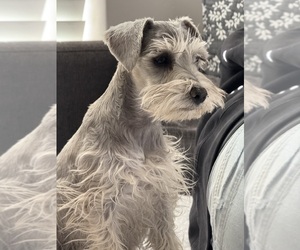 Mother of the Schnauzer (Miniature) puppies born on 04/25/2025