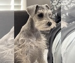 Small Photo #1 Schnauzer (Miniature) Puppy For Sale in EL PASO, TX, USA