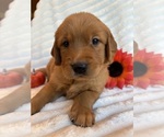 Puppy 9 Golden Retriever