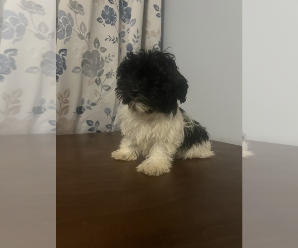 Medium Photo #60 Havanese Puppy For Sale in DURHAM, CT, USA