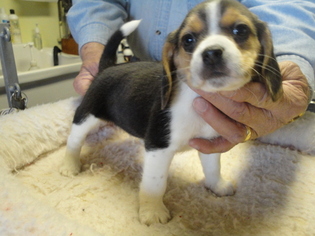 Beagle Puppy for sale in CANONSBURG, PA, USA