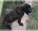 Small Photo #1 Mastiff Puppy For Sale in STUARTS DRAFT, VA, USA