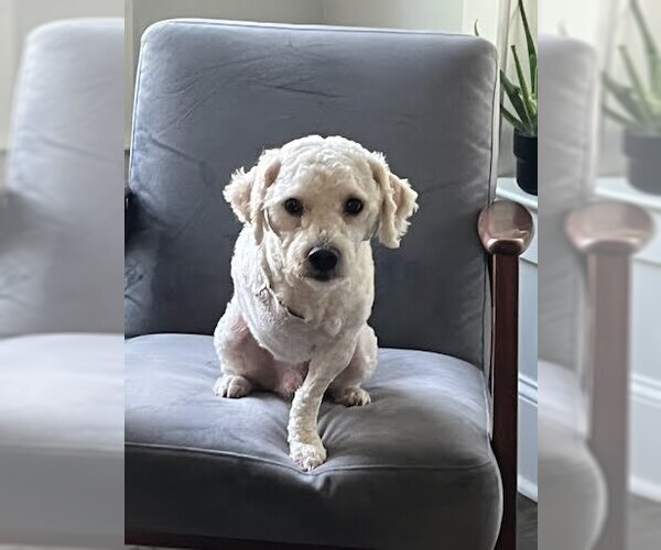 Medium Photo #1 Poodle (Miniature) Puppy For Sale in Pacolet, SC, USA