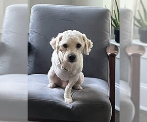Poodle (Miniature) Dogs for adoption in Pacolet, SC, USA