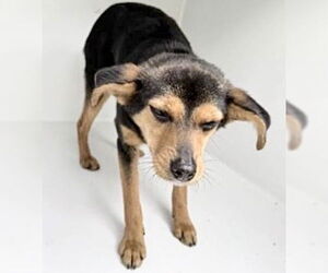 Chihuahua Dogs for adoption in Houston, TX, USA