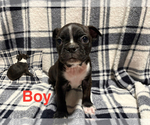 Puppy Puppy 2 Boston Terrier