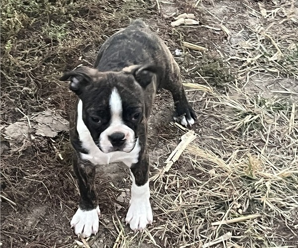 Medium Photo #2 Boston Terrier Puppy For Sale in KALONA, IA, USA