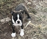 Puppy Charlie Boston Terrier