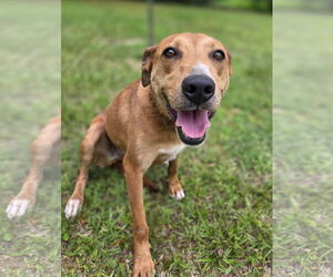 Madison - Female Labrador Retriever-Unknown Mix Dog for Adoption - Photo #3