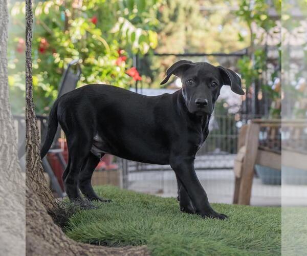 Medium Photo #14 Mutt Puppy For Sale in San Diego, CA, USA