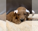 Puppy Myrtle Goldendoodle
