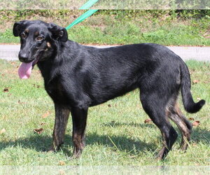 Alli 44147 - Female Labrador Retriever-Unknown Mix Dog for Adoption - Photo #2