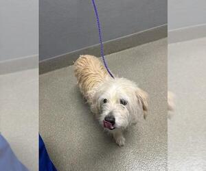 Mutt Dogs for adoption in Las Vegas, NV, USA