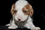Small Photo #7 Cavapoo Puppy For Sale in PHOENIX, AZ, USA