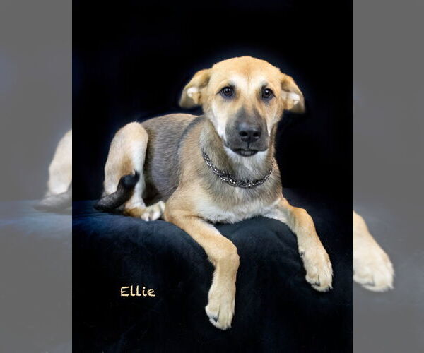 Medium Photo #2 Mutt Puppy For Sale in Hot Springs Village, AR, USA
