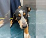 Small Treeing Walker Coonhound Mix