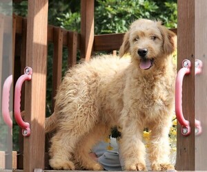Goldendoodle (Miniature) Puppy for sale in FREDERICKSBG, OH, USA