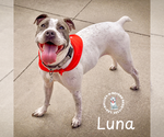 Small #6 American Pit Bull Terrier Mix