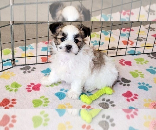 Medium Photo #1 Papitese Puppy For Sale in ORO VALLEY, AZ, USA