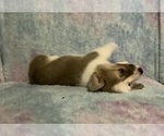 Small #5 Pembroke Welsh Corgi
