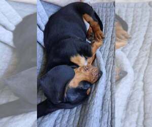 Dachshund Puppy for sale in WICHITA FALLS, TX, USA