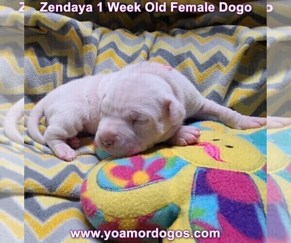 Medium Photo #6 Dogo Argentino Puppy For Sale in JANE, MO, USA