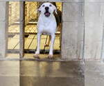 Small #1 American Pit Bull Terrier Mix
