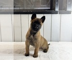 Puppy Puppy 1 Belgian Malinois