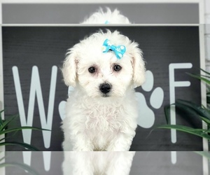 Bichon Frise Puppy for Sale in NAPLES, Florida USA