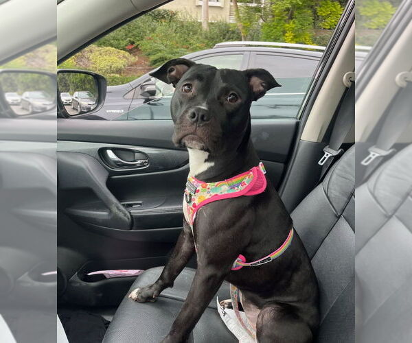 Medium Photo #3 American Pit Bull Terrier-Unknown Mix Puppy For Sale in Dana Point, CA, USA