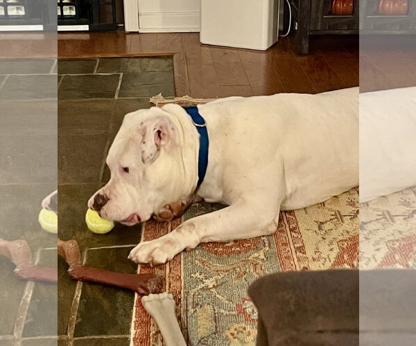 Medium Photo #4 American Bulldog-Unknown Mix Puppy For Sale in Lakemont, GA, USA