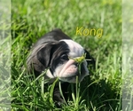 Puppy 3 English Bulldog