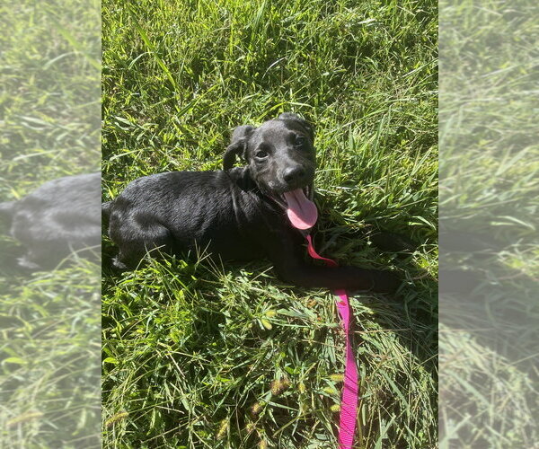 Medium Photo #2 Mutt Puppy For Sale in Mooresville, NC, USA